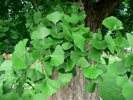 {Ginkgo biloba}
